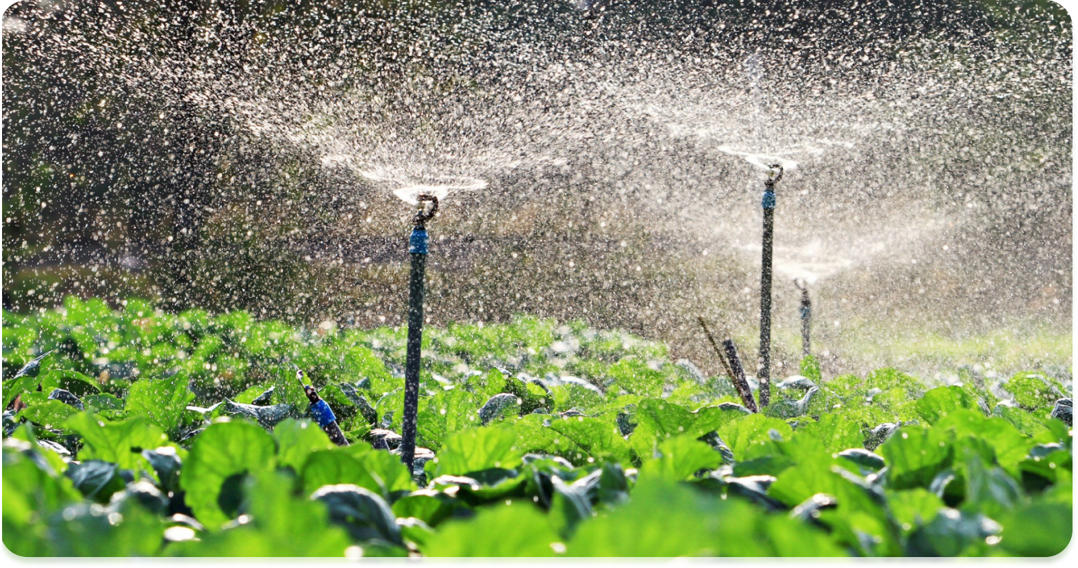 Smart Irrigation at a farm